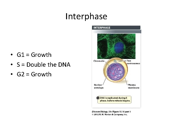 Interphase • G 1 = Growth • S = Double the DNA • G