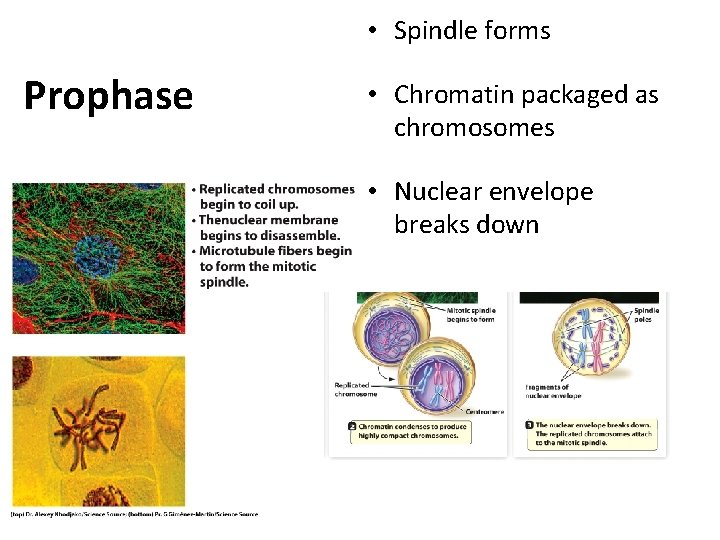  • Spindle forms Prophase • Chromatin packaged as chromosomes • Nuclear envelope breaks