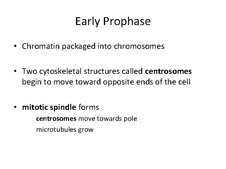Early Prophase • Chromatin packaged into chromosomes • Two cytoskeletal structures called centrosomes begin