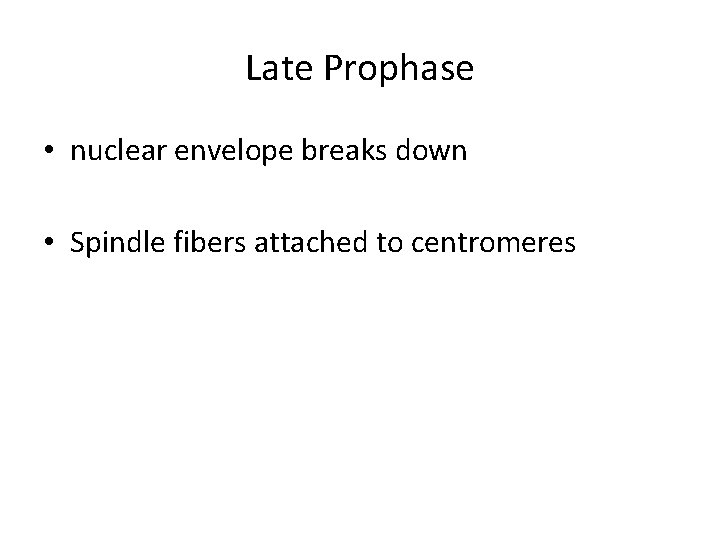 Late Prophase • nuclear envelope breaks down • Spindle fibers attached to centromeres 