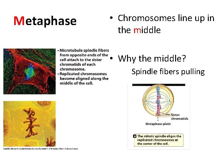 Metaphase • Chromosomes line up in the middle • Why the middle? Spindle fibers