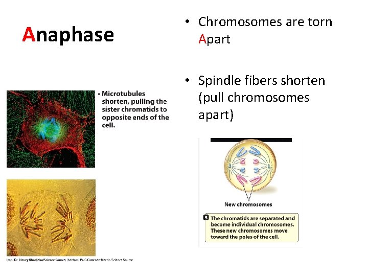 Anaphase • Chromosomes are torn Apart • Spindle fibers shorten (pull chromosomes apart) 