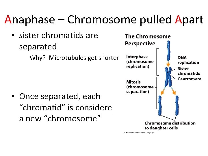 Anaphase – Chromosome pulled Apart • sister chromatids are separated Why? Microtubules get shorter