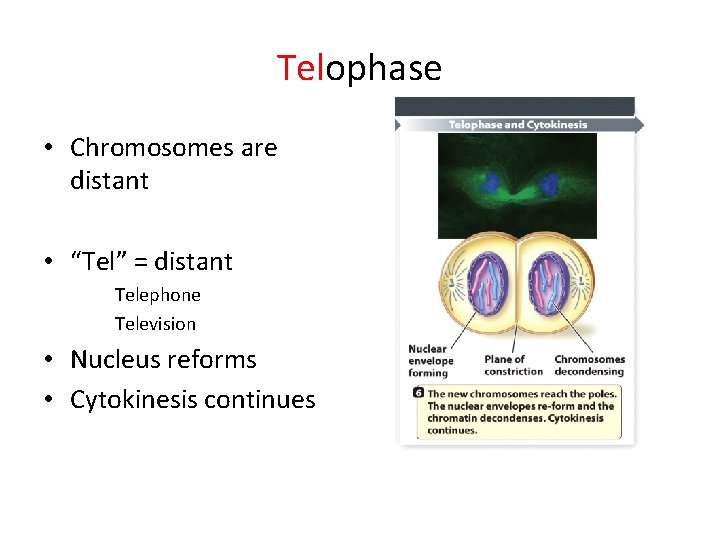 Telophase • Chromosomes are distant • “Tel” = distant Telephone Television • Nucleus reforms