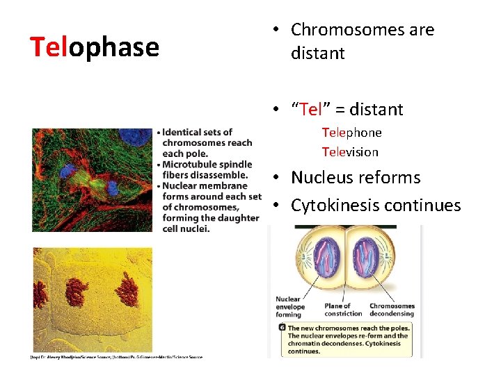 Telophase • Chromosomes are distant • “Tel” = distant Telephone Television • Nucleus reforms