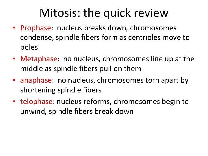 Mitosis: the quick review • Prophase: nucleus breaks down, chromosomes condense, spindle fibers form