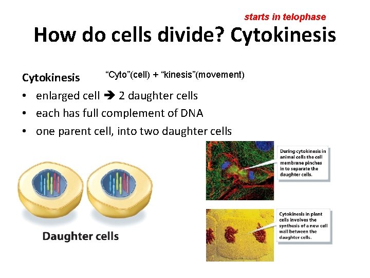 starts in telophase How do cells divide? Cytokinesis “Cyto”(cell) + “kinesis”(movement) Cytokinesis • enlarged