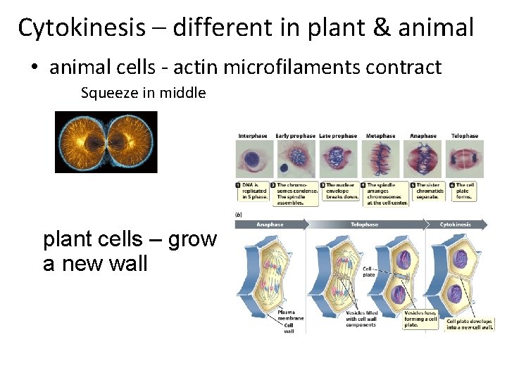 Cytokinesis – different in plant & animal • animal cells - actin microfilaments contract