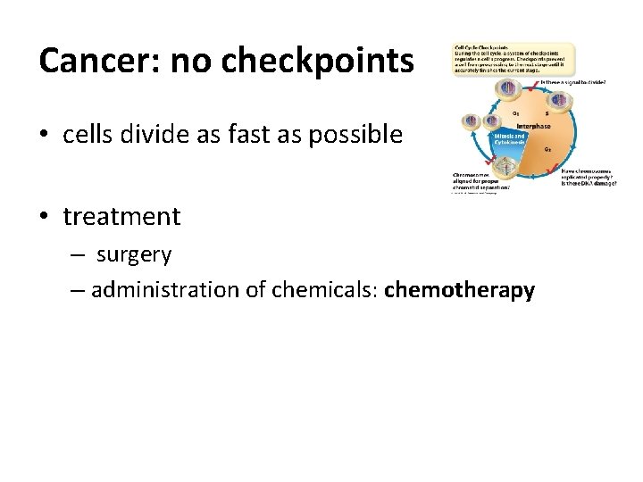 Cancer: no checkpoints • cells divide as fast as possible • treatment – surgery