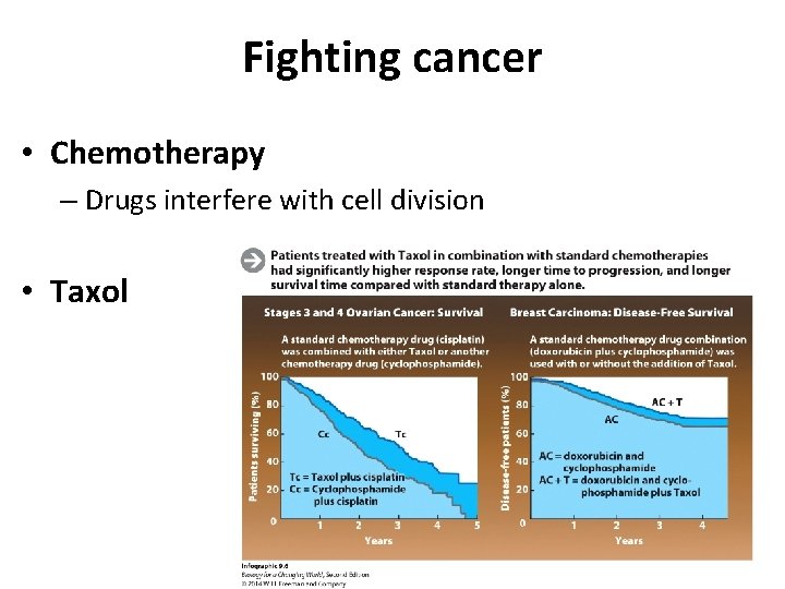 Fighting cancer • Chemotherapy – Drugs interfere with cell division • Taxol 