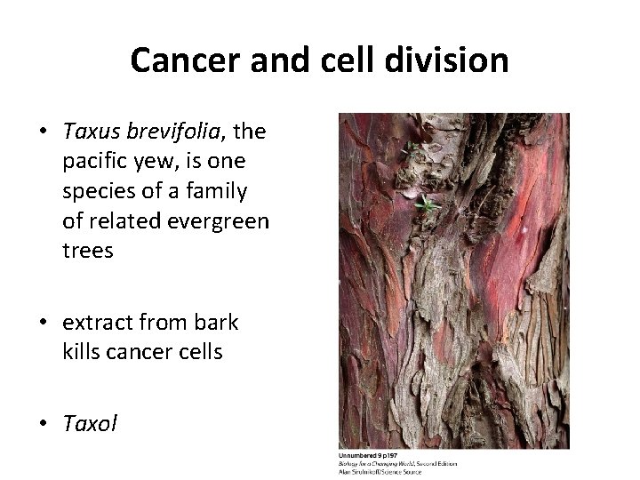 Cancer and cell division • Taxus brevifolia, the pacific yew, is one species of