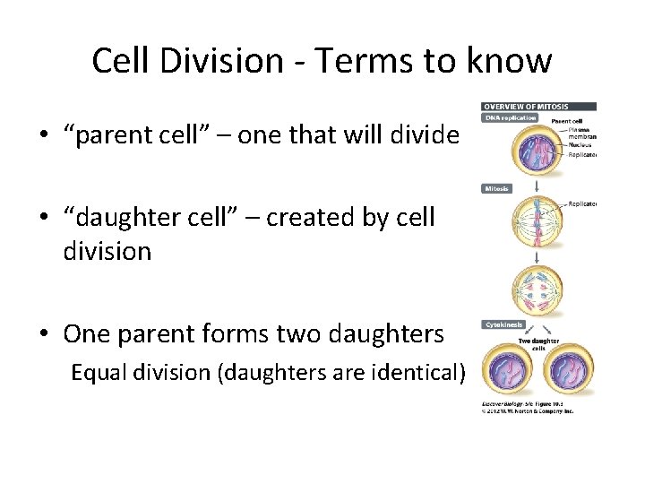 Cell Division - Terms to know • “parent cell” – one that will divide