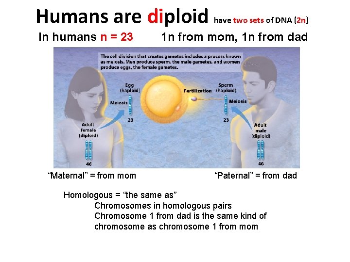 Humans are diploid have two sets of DNA (2 n) In humans n =