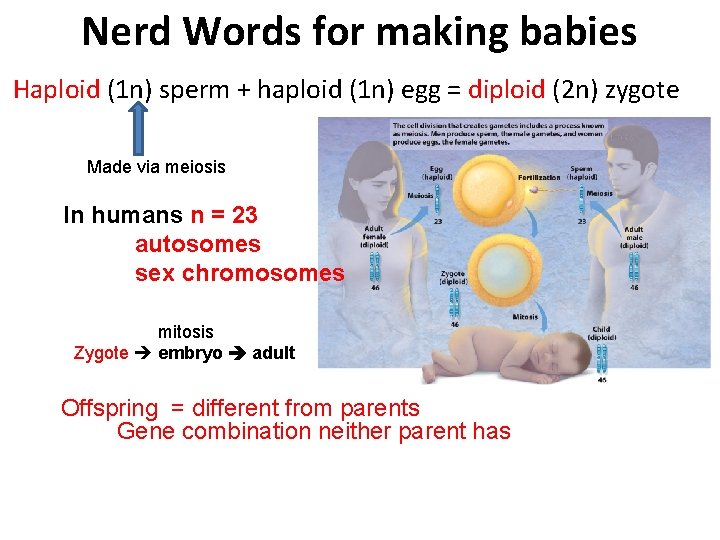 Nerd Words for making babies Haploid (1 n) sperm + haploid (1 n) egg