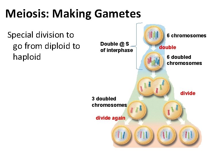 Meiosis: Making Gametes Special division to go from diploid to haploid 6 chromosomes Double