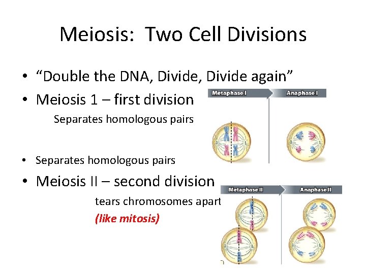 Meiosis: Two Cell Divisions • “Double the DNA, Divide again” • Meiosis 1 –