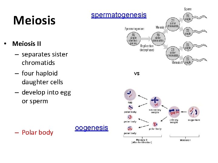 Meiosis spermatogenesis • Meiosis II – separates sister chromatids – four haploid daughter cells