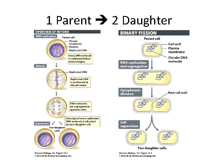 1 Parent 2 Daughter 