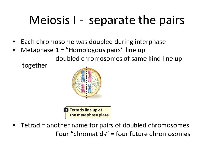 Meiosis I - separate the pairs • Each chromosome was doubled during interphase •