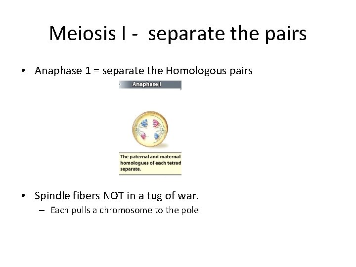 Meiosis I - separate the pairs • Anaphase 1 = separate the Homologous pairs