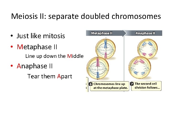 Meiosis II: separate doubled chromosomes • Just like mitosis • Metaphase II Line up