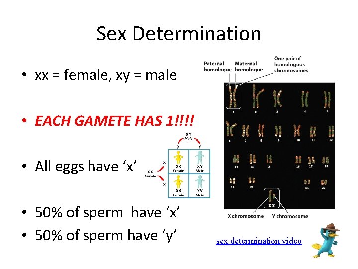 Sex Determination • xx = female, xy = male • EACH GAMETE HAS 1!!!!