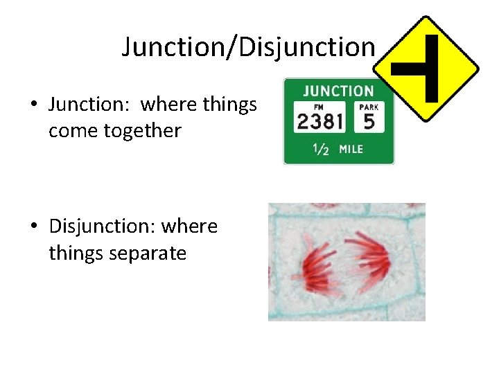 Junction/Disjunction • Junction: where things come together • Disjunction: where things separate 