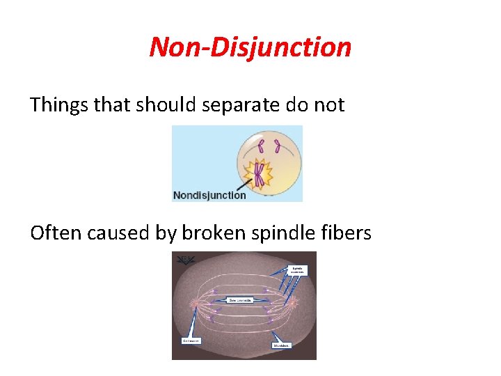 Non-Disjunction Things that should separate do not Often caused by broken spindle fibers 