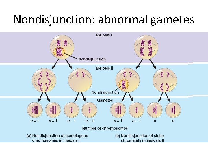 Nondisjunction: abnormal gametes 