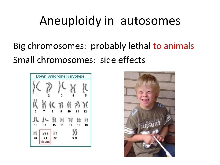 Aneuploidy in autosomes Big chromosomes: probably lethal to animals Small chromosomes: side effects 