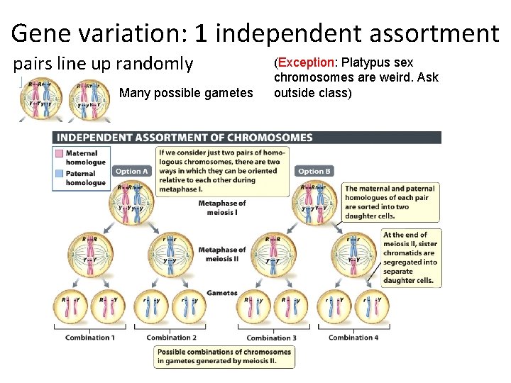 Gene variation: 1 independent assortment pairs line up randomly Many possible gametes (Exception: Platypus