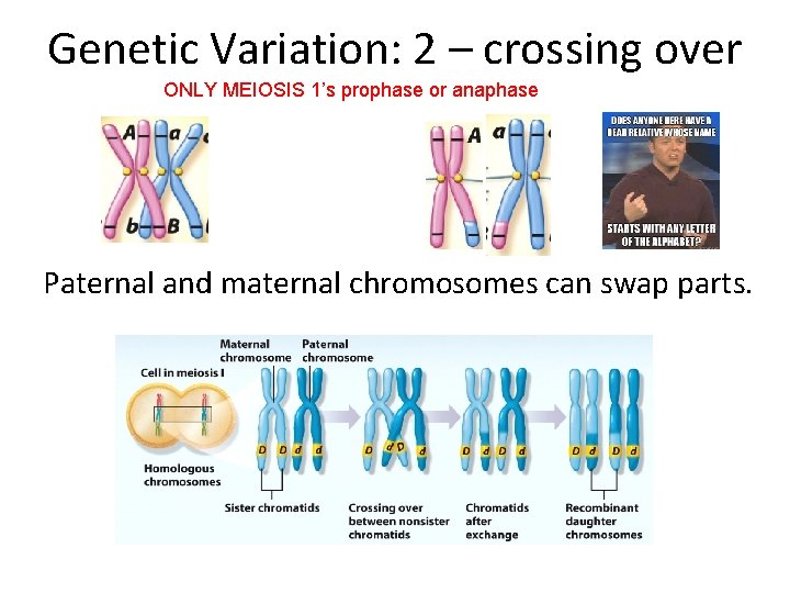 Genetic Variation: 2 – crossing over ONLY MEIOSIS 1’s prophase or anaphase Paternal and