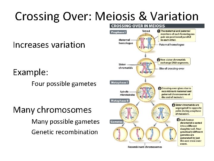 Crossing Over: Meiosis & Variation Increases variation Example: Four possible gametes Many chromosomes Many