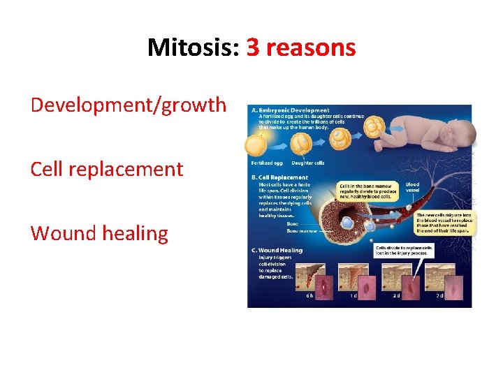 Mitosis: 3 reasons Development/growth Cell replacement Wound healing 