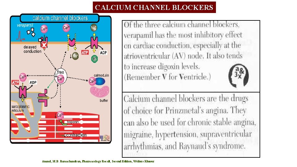 CALCIUM CHANNEL BLOCKERS Anand, M. D. Ramachandran, Pharmacology Recall, Second Edition, Wolters Kluwer CALCIUM CHANNEL BLOCKERS Anand, M. D. Ramachandran, Pharmacology Recall, Second Edition, Wolters Kluwer