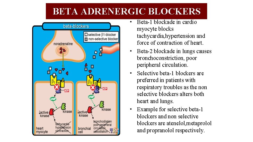 BETA ADRENERGIC BLOCKERS • Beta-1 blockade in cardio myocyte blocks tachycardia, hypertension and force