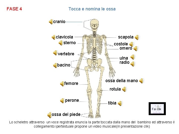 FASE 4 Tocca e nomina le ossa cranio clavicola sterno scapola costole omero vertebre
