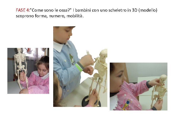 FASE 4: "Come sono le ossa? " I bambini con uno scheletro in 3