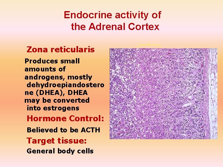 Endocrine activity of the Adrenal Cortex Zona reticularis Produces small amounts of androgens, mostly