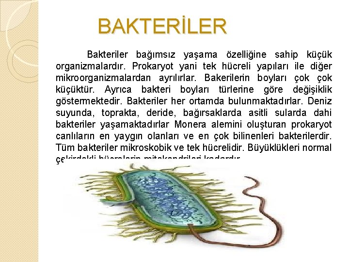  BAKTERİLER Bakteriler bağımsız yaşama özelliğine sahip küçük organizmalardır. Prokaryot yani tek hücreli yapıları