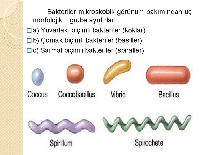  Bakteriler mikroskobik görünüm bakımından üç morfolojik gruba ayrılırlar. � a) Yuvarlak biçimli bakteriler