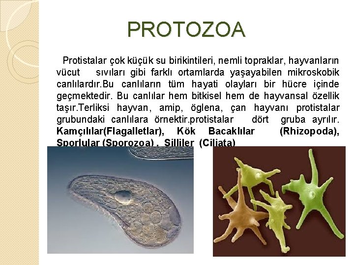  PROTOZOA Protistalar çok küçük su birikintileri, nemli topraklar, hayvanların vücut sıvıları gibi farklı