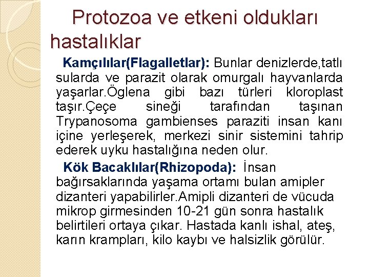  Protozoa ve etkeni oldukları hastalıklar Kamçılılar(Flagalletlar): Bunlar denizlerde, tatlı sularda ve parazit olarak