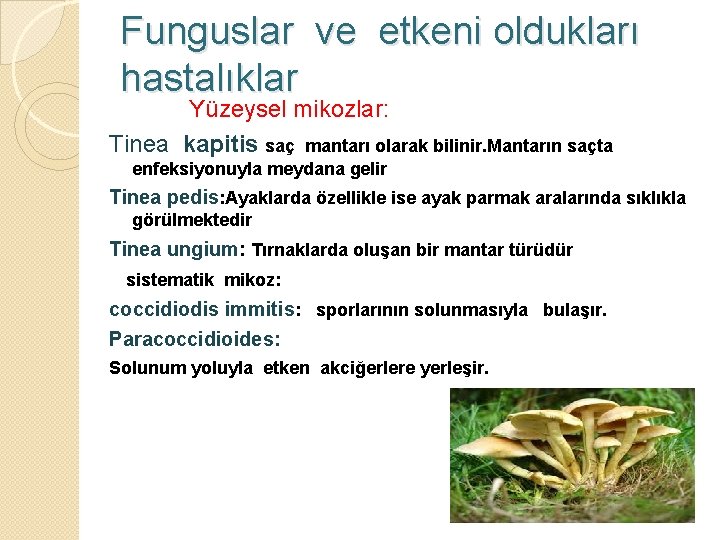 Funguslar ve etkeni oldukları hastalıklar Yüzeysel mikozlar: Tinea kapitis saç mantarı olarak bilinir. Mantarın