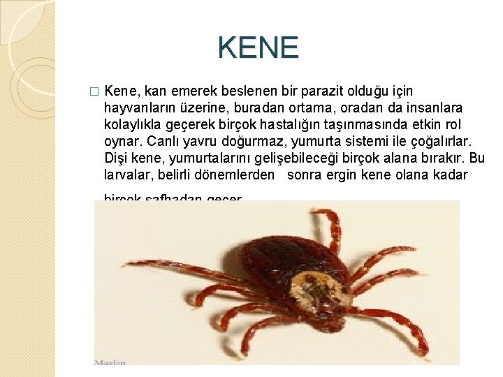  KENE � Kene, kan emerek beslenen bir parazit olduğu için hayvanların üzerine, buradan