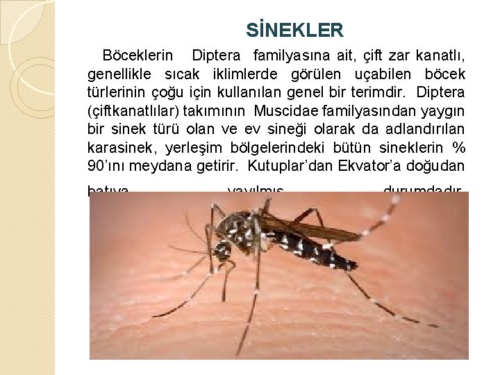  SİNEKLER Böceklerin Diptera familyasına ait, çift zar kanatlı, genellikle sıcak iklimlerde görülen uçabilen