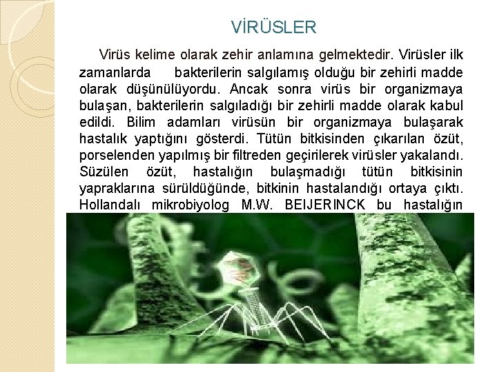  VİRÜSLER Virüs kelime olarak zehir anlamına gelmektedir. Virüsler ilk zamanlarda bakterilerin salgılamış olduğu