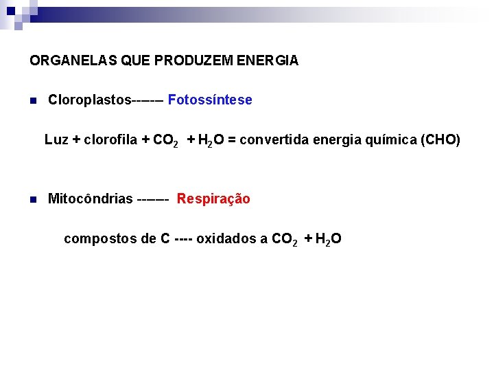 ORGANELAS QUE PRODUZEM ENERGIA n Cloroplastos------- Fotossíntese Luz + clorofila + CO 2 +