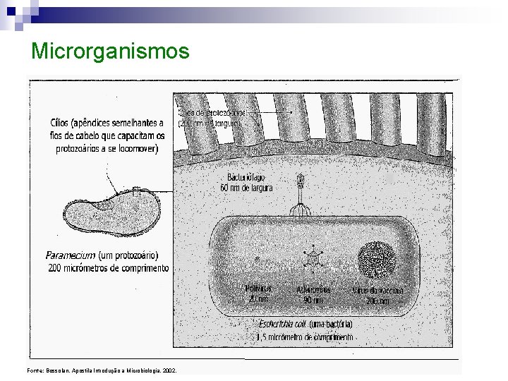 Microrganismos Fonte: Bossolan, Apostila Introdução a Microbiologia, 2002. 