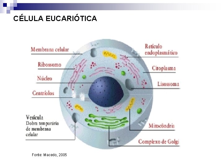 CÉLULA EUCARIÓTICA Fonte: Macedo, 2005 